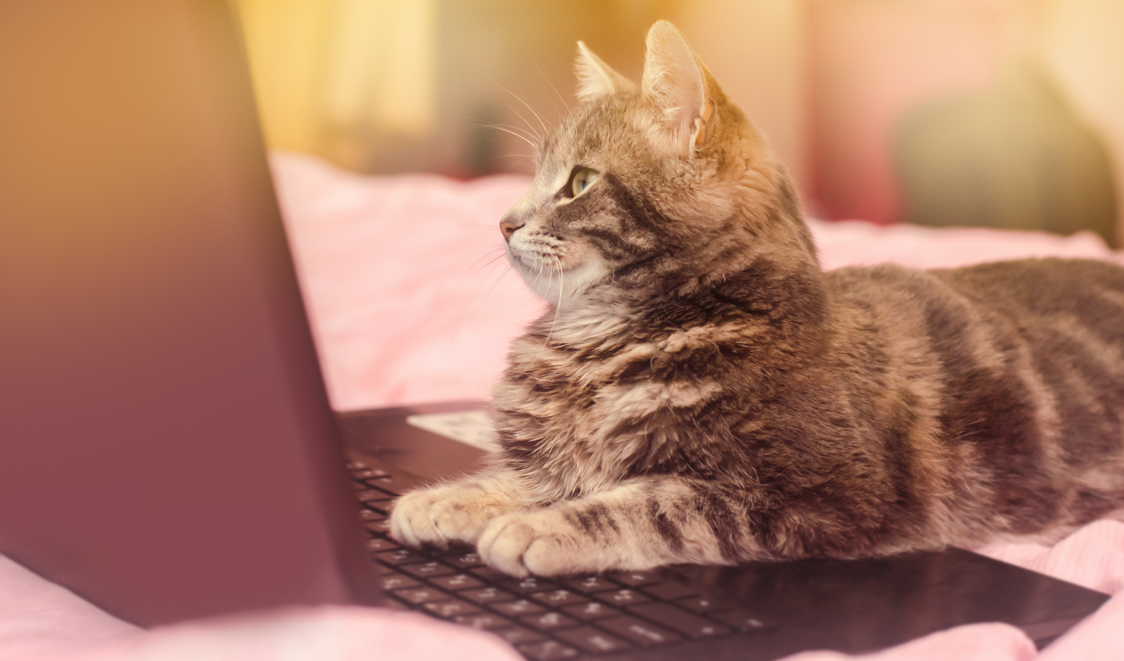 Beautiful gray tabby cat is lying with a laptop. Funny pet. Pink background. Selective focus.